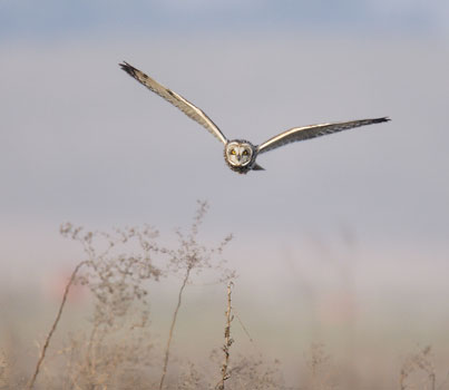 Short-eared Owl (Asio flammeus) photo image