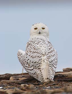 Snowy Owl (Nyctea scandiaca) photo
