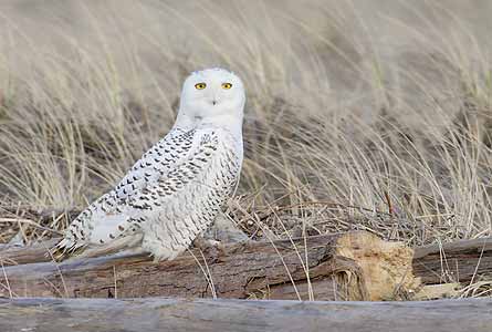 Snowy Owl (Nyctea scandiaca) photo