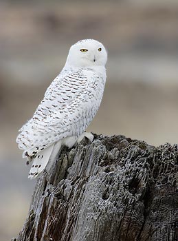Snowy Owl (Nyctea scandiaca) photo