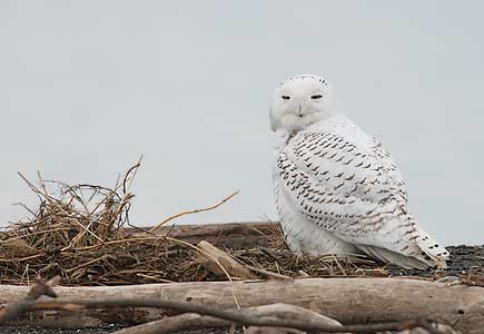 Snowy Owl (Nyctea scandiaca) photo