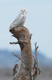 Snowy Owl (Nyctea scandiaca) photo