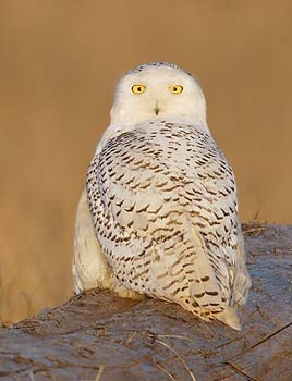Snowy Owl (Nyctea scandiaca) photo