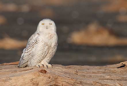 Snowy Owl (Nyctea scandiaca) photo