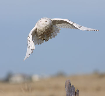 Snowy Owl (Nyctea scandiaca) photo