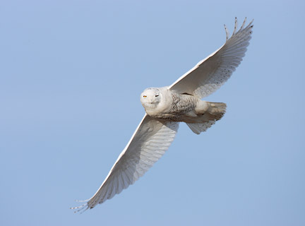 Snowy Owl (Nyctea scandiaca) photo