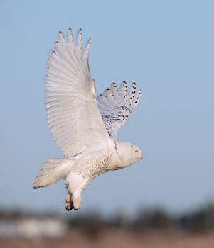 Snowy Owl (Nyctea scandiaca) photo