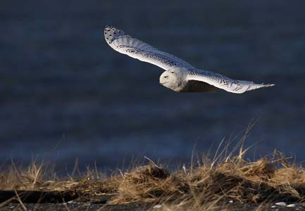 Snowy Owl (Nyctea scandiaca) photo
