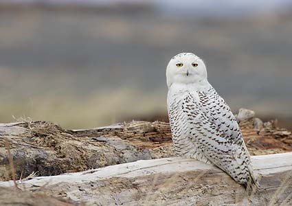 Snowy Owl (Nyctea scandiaca) photo