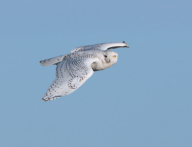 Snowy Owl (Nyctea scandiaca) photo