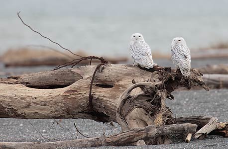 Snowy Owl (Nyctea scandiaca) photo