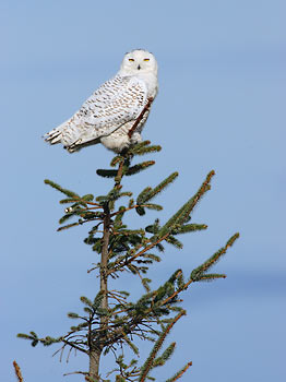 Snowy Owl (Nyctea scandiaca) photo