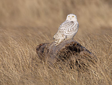 Snowy Owl (Nyctea scandiaca) photo