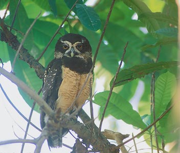 Spectacled Owl (Pulsatrix perspicillata) photo