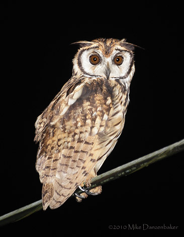 Striped Owl (Asio clamator) photo