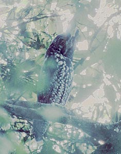 Stygian Owl (Asio stygius) photo image