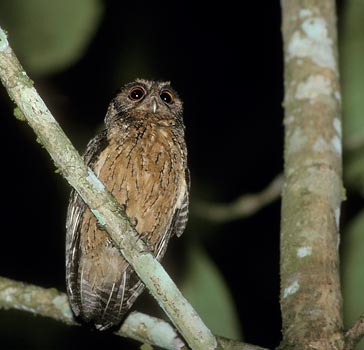 Tawny-bellied Screech Owl (Megascops watsonii) photo image