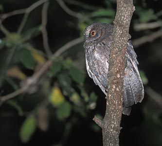 Torotoroka Scops Owl (Otus madagascariensis) photo image