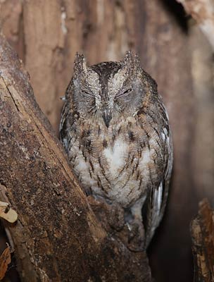 Torotoroka Scops Owl (Otus madagascariensis) photo