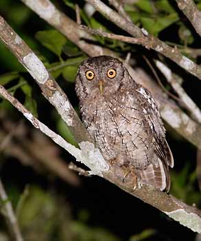 Tropical Screech Owl (Megascops choliba) photo image