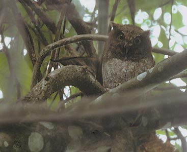 Vermiculated Screech Owl (Megascops vermiculatus) photo image