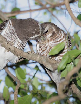 White-browed Owl (Ninox superciliaris) photo