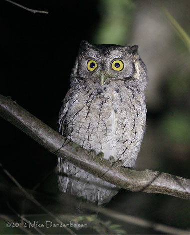 West Peruvian Screech Owl (Megascops roboratus) photo