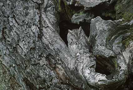 Western Screech Owl (Megascops kennicottii) photo image