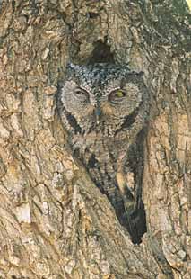 Western Screech Owl (Megascops kennicottii) photo image