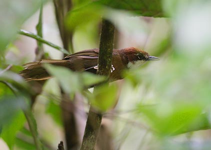 White-throated Oxylabes (Oxylabes madagascariensis) photo image