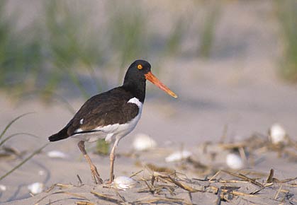 American Oystercatcher (Haematopus palliatus) photo image