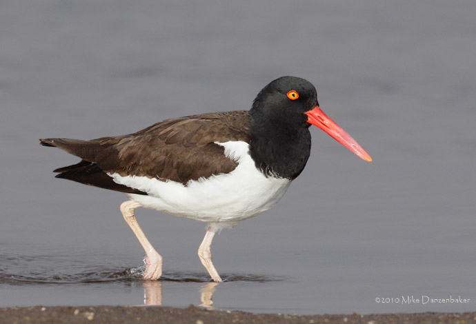 American Oystercatcher (Haematopus palliatus) photo image