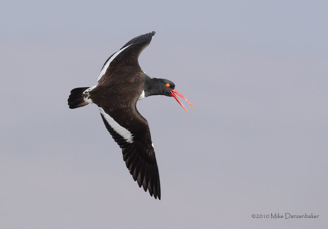 American Oystercatcher (Haematopus palliatus) photo image