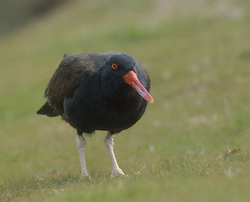 Blackish Oystercatcher (Haematopus ater) photo image
