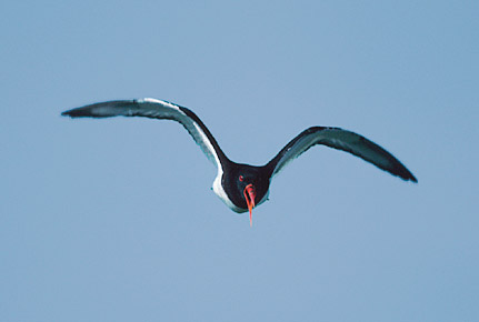 Eurasian Oystercatcher (Haematopus ostralegus) photo image