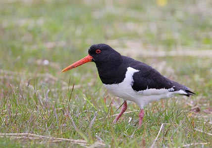 Eurasian Oystercatcher (Haematopus ostralegus) photo image