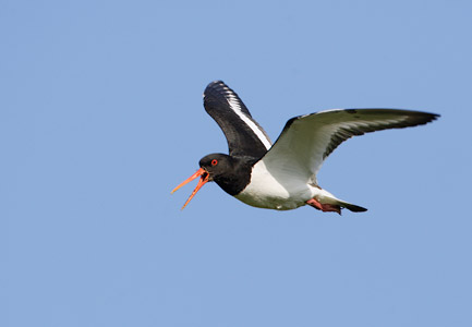 Eurasian Oystercatcher (Haematopus ostralegus) photo image