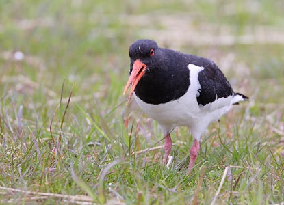 Eurasian Oystercatcher (Haematopus ostralegus) photo image