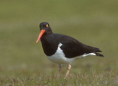 Magellanic Oystercatcher (Haematopus leucopodus) photo image