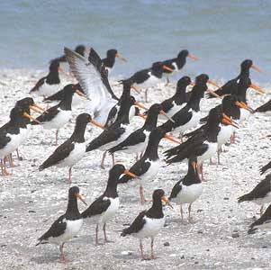 Pied Oystercatcher (Haematopus longirostris) photo image