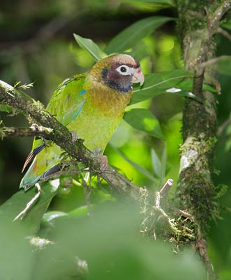 Brown-hooded Parrot (Pyrilia haematotis) photo image