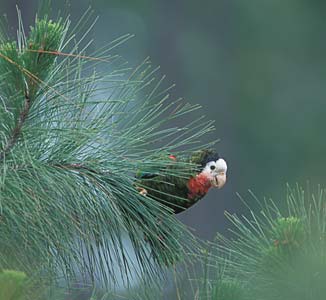 Cuban Amazon (Amazona leucocephala) photo image