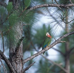 Cuban Amazon (Amazona leucocephala) photo image