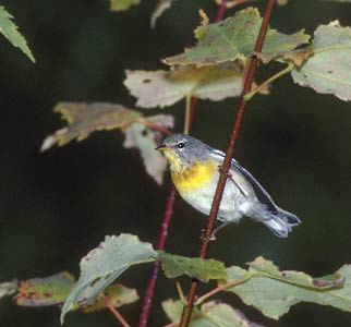 Northern Parula (Parula americana) photo image