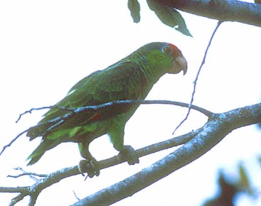 Red-crowned Parrot (Amazona viridigenalis) photo image