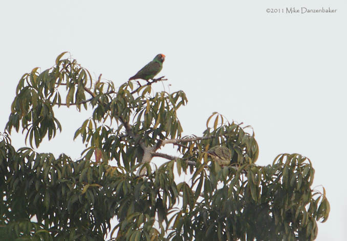 Red-fronted Parrot (Poicephalus gulielmi) photo image