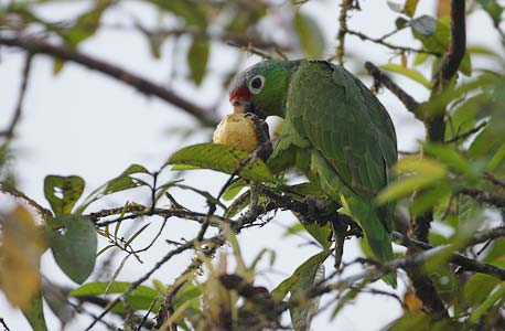 Red-lored Amazon (Amazona autumnalis) photo image