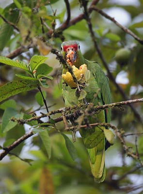 Red-lored Amazon (Amazona autumnalis) photo image