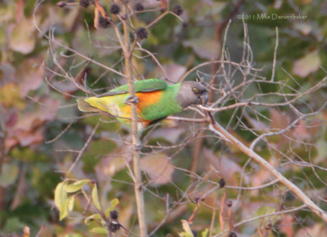 Senegal Parrot (Poicephalus senegalus) photo image