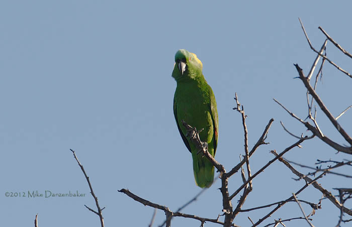 Yellow-naped Amazon (Amazona auropalliata) photo image